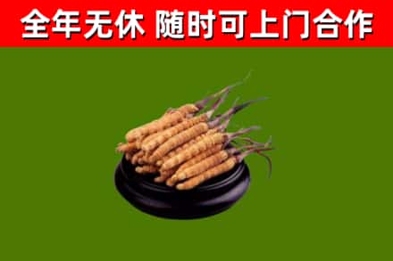 长宁县回收散虫草