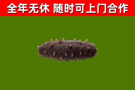 长宁县回收海参干